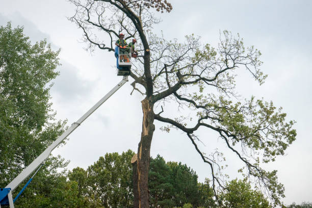 Best Hedge Trimming  in Elsa, TX