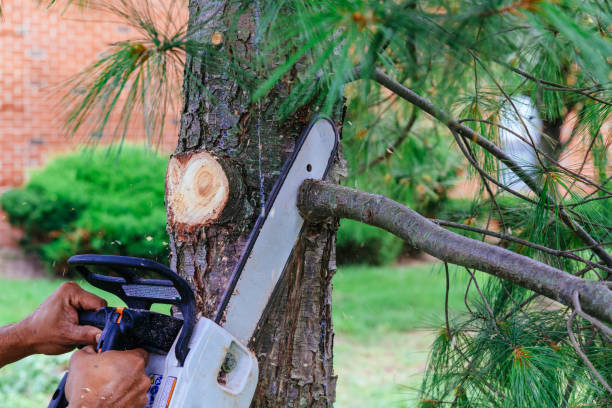  Elsa, TX Tree Removal Pros